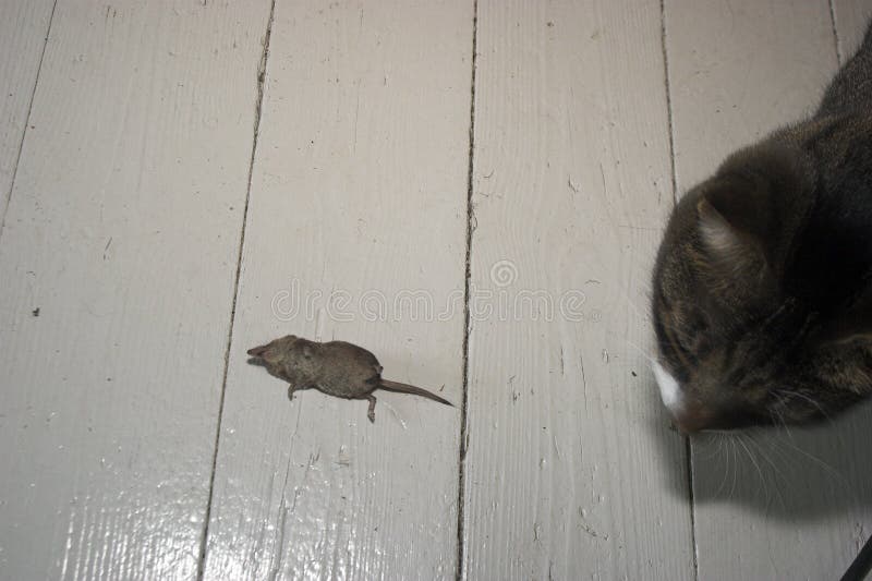 Gato a ratón.