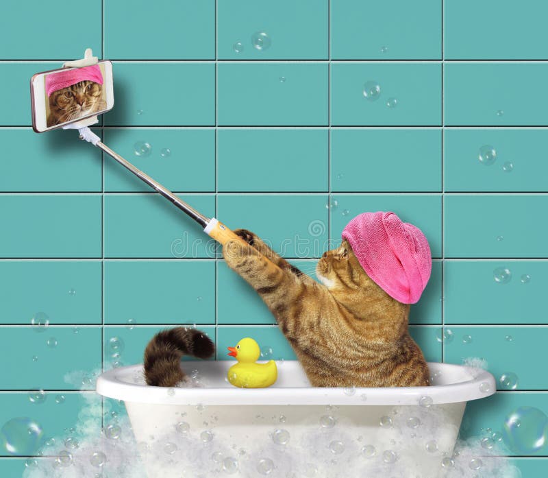 The cat ties the towel around its head and takes a selfie in the bathroom. The cat ties the towel around its head and takes a selfie in the bathroom.