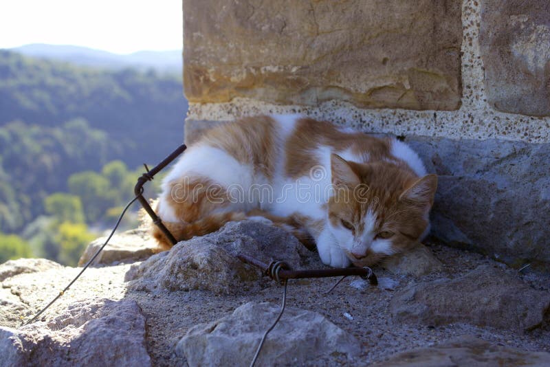 Katt p? stenen royaltyfria bilder Katt p? stenen royaltyfria bilder
