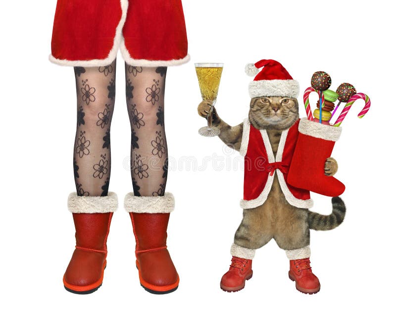 A beige cat in Santa Claus costume stands at female legs for Christmas. White background. Isolated. A beige cat in Santa Claus costume stands at female legs for Christmas. White background. Isolated