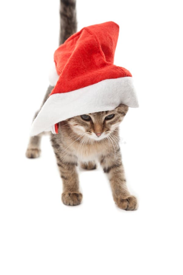 Katt som klibbas på Santa& x27; s-hatt på vit royaltyfria foton Katt som klibbas på Santa& x27; s-hatt på vit royaltyfria foton