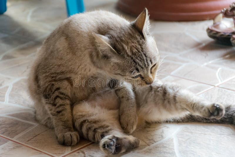 Katt som slickar dess ben på golvet royaltyfria foton Katt som slickar dess ben på golvet royaltyfria foton