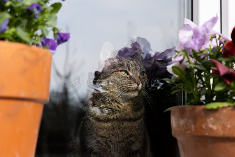 Katt som tittar ut genom fönstret