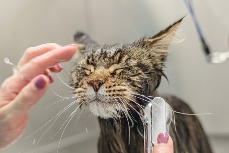 Katt som tvättas vid gromning salon och spa