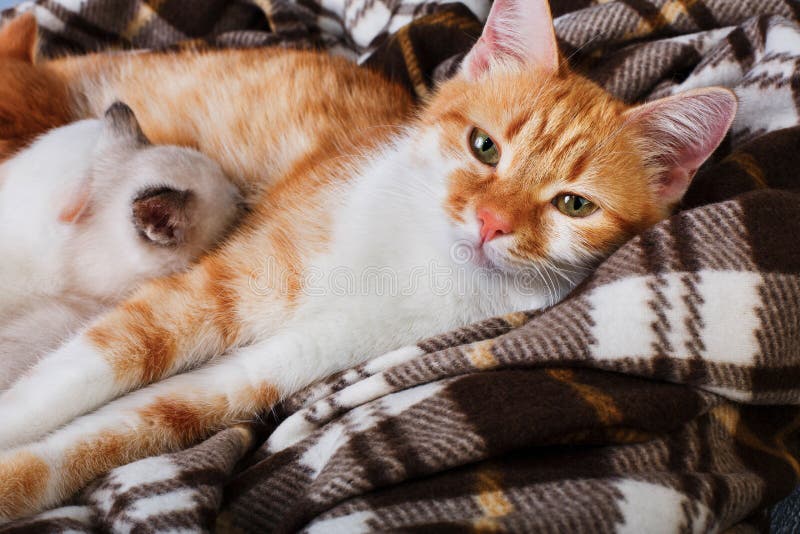 Katt som vårdar hennes lilla kattungar på plädfilten royaltyfria foton Katt som vårdar hennes lilla kattungar på plädfilten royaltyfria foton