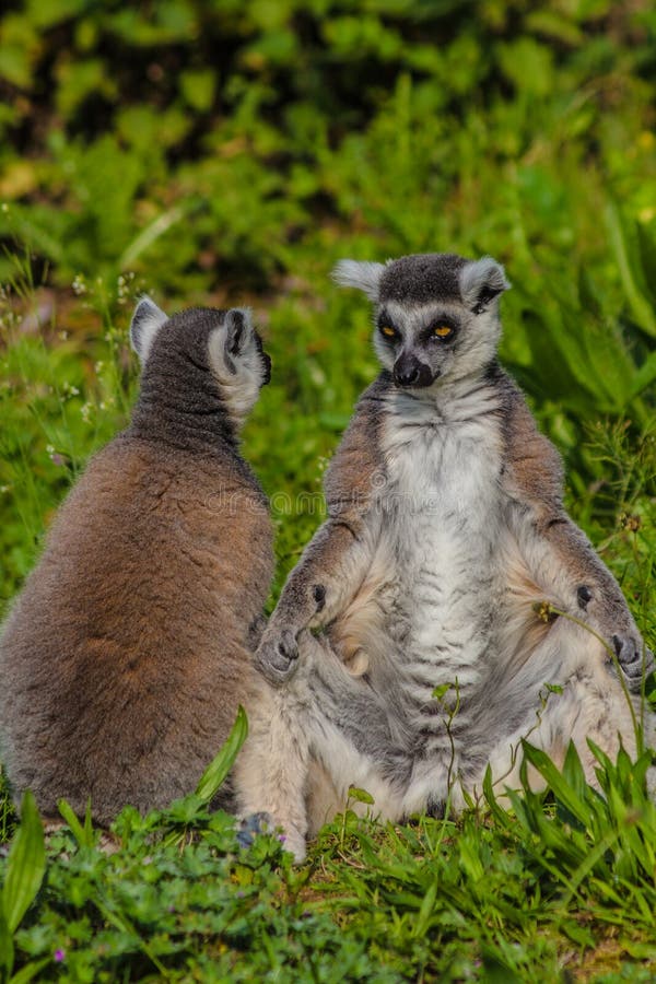 Katta, die zusammen im Gras, etwas Sonnenschein genießend sitzt lizenzfreies stockbild