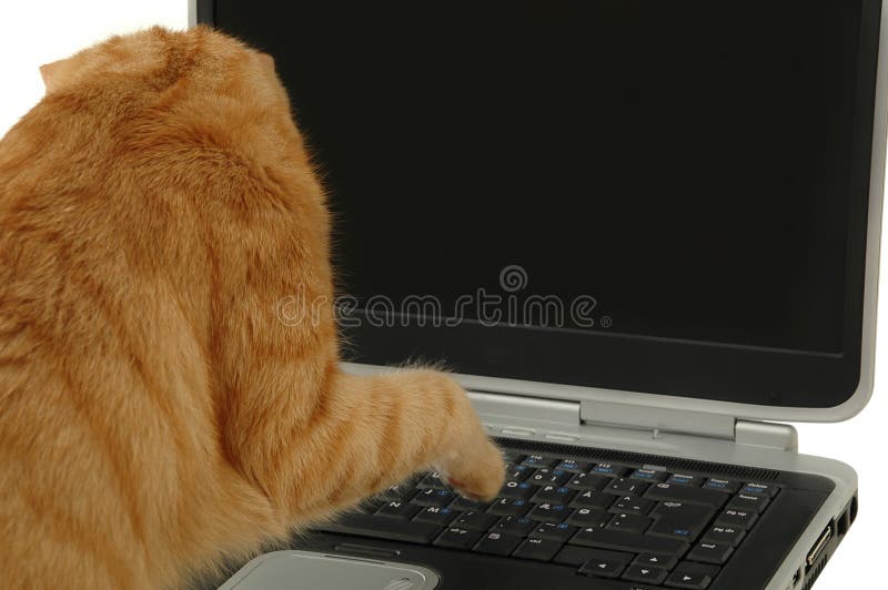 kattdator royaltyfri bild kattdator royaltyfri bild