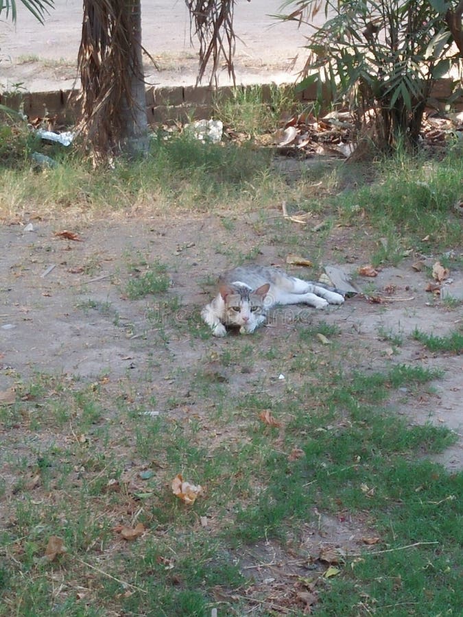KATTDJUR, LIVSLÄNGD 2 TILL 6 ÅR arkivbild KATTDJUR, LIVSLÄNGD 2 TILL 6 ÅR arkivbild