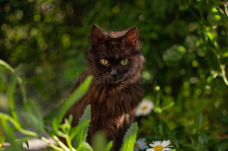 Katten in de openlucht en het leven in de openlucht. beste habitat voor katten die in verse lucht katten hebben stock fotografie Katten in de openlucht en het leven in de openlucht. beste habitat voor katten die in verse lucht katten hebben stock fotografie
