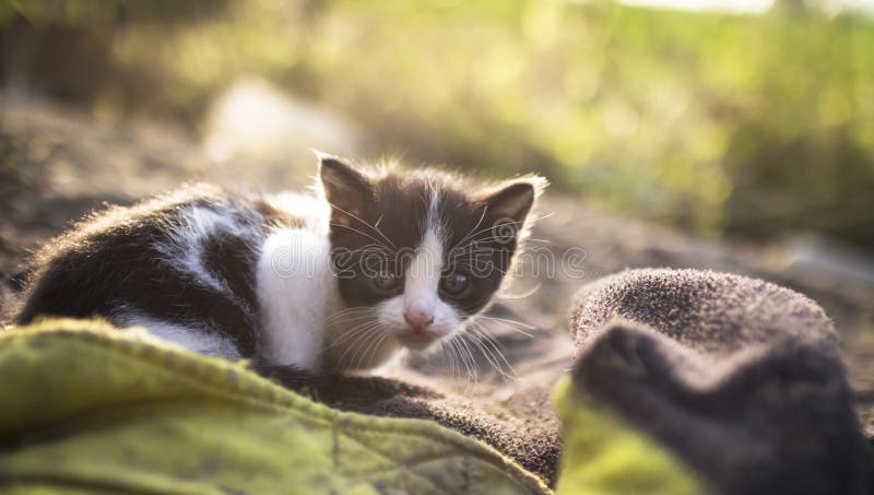 Katten eenzaam zoet dierlijk huisdier stock foto's Katten eenzaam zoet dierlijk huisdier stock foto's