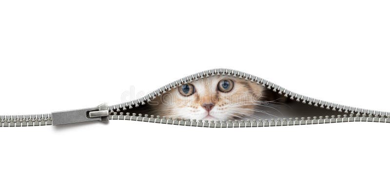 Katten i öppet blixtlåshål isolerade royaltyfria bilder Katten i öppet blixtlåshål isolerade royaltyfria bilder