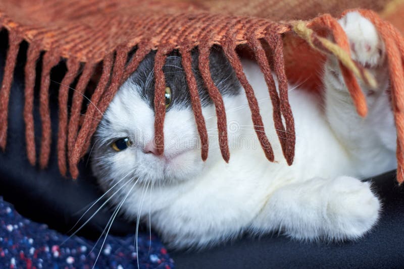 Katten ligger på benen av flickan i sockor under filten arkivfoton Katten ligger på benen av flickan i sockor under filten arkivfoton