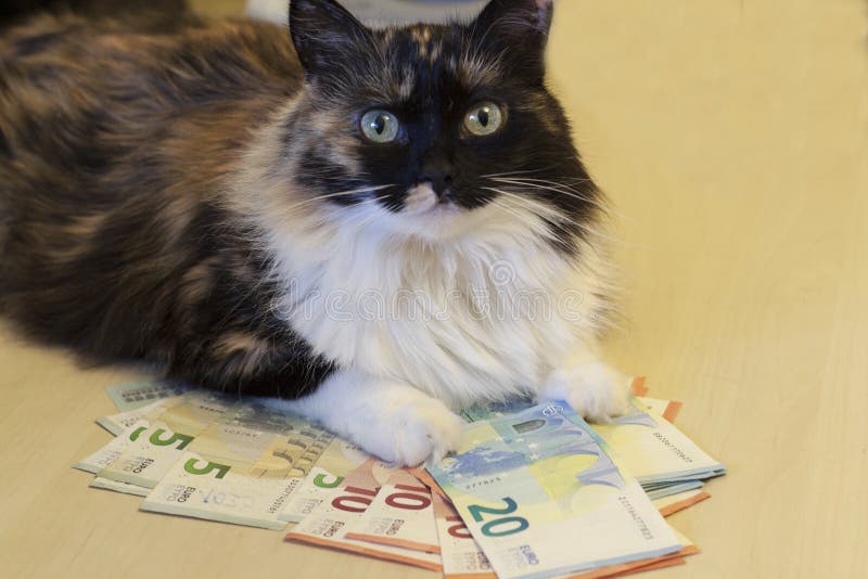Katten ligger på sedlar av 5, 10, 20 euro arkivfoto Katten ligger på sedlar av 5, 10, 20 euro arkivfoto