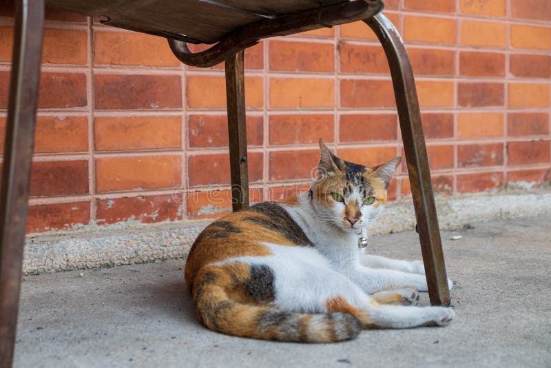 katten låg under en stol tillsammans med den yttre väggen av huset royaltyfri bild katten låg under en stol tillsammans med den yttre väggen av huset royaltyfri bild