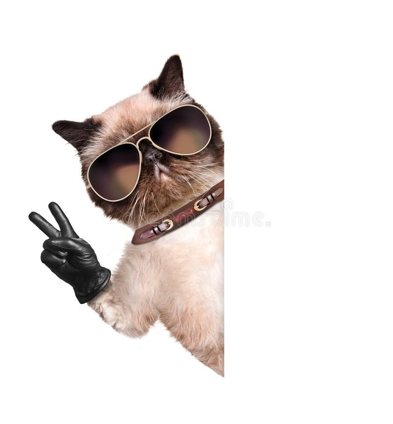 Katten med fred fingrar i svarta läderhandskar arkivbilder Katten med fred fingrar i svarta läderhandskar arkivbilder