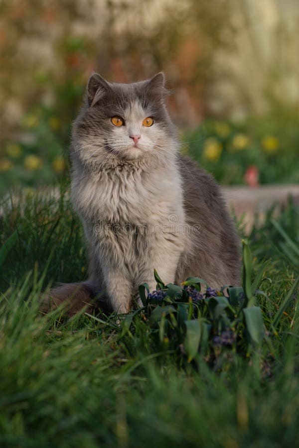 Katten naar buiten brengen. gedesoriënteerde en angstaanjagende kat in gezelschapsvriendelijke tuin royalty-vrije stock fotografie Katten naar buiten brengen. gedesoriënteerde en angstaanjagende kat in gezelschapsvriendelijke tuin royalty-vrije stock fotografie
