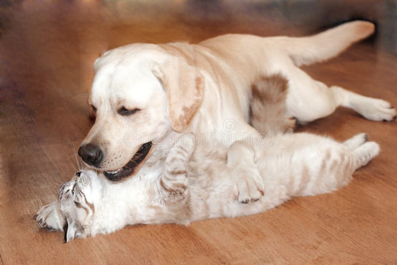 Katten och hunden är stora vänner royaltyfri bild