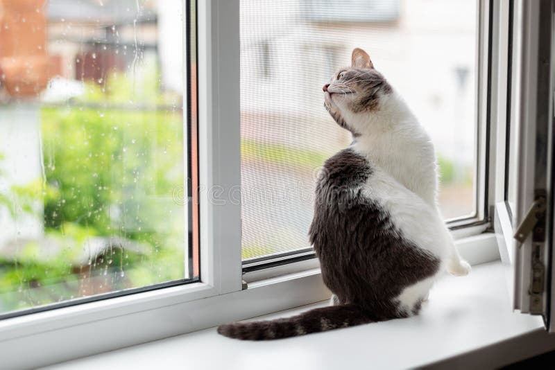 Katten sitter p? f?nsterbr?dan n?ra ett ?ppet f?nster, som g?r f?r regn fotografering för bildbyråer Katten sitter p? f?nsterbr?dan n?ra ett ?ppet f?nster, som g?r f?r regn fotografering för bildbyråer