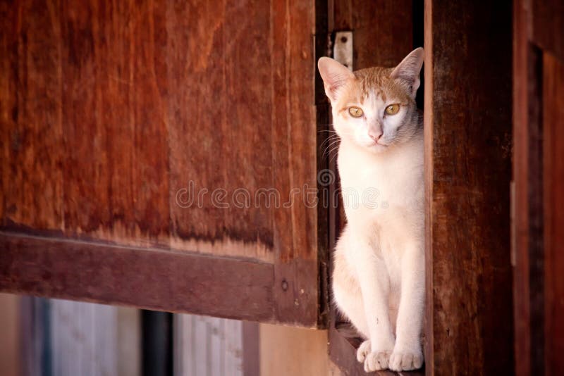 Katten sitter på fönstret fotografering för bildbyråer Katten sitter på fönstret fotografering för bildbyråer