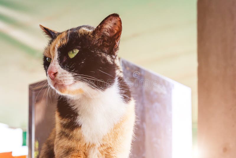 Katten sitter Stående av den grönögda katten Pottkatt under solljus arkivbilder Katten sitter Stående av den grönögda katten Pottkatt under solljus arkivbilder