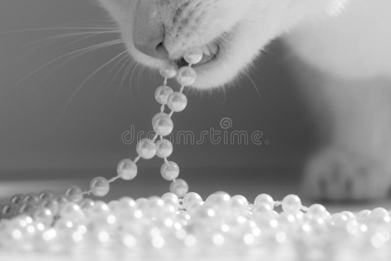 katten som ` s tystar ned, en katt, gnag pärlemorfärg pärlor, svartvitt stilfullt fotografi arkivbilder katten som ` s tystar ned, en katt, gnag pärlemorfärg pärlor, svartvitt stilfullt fotografi arkivbilder