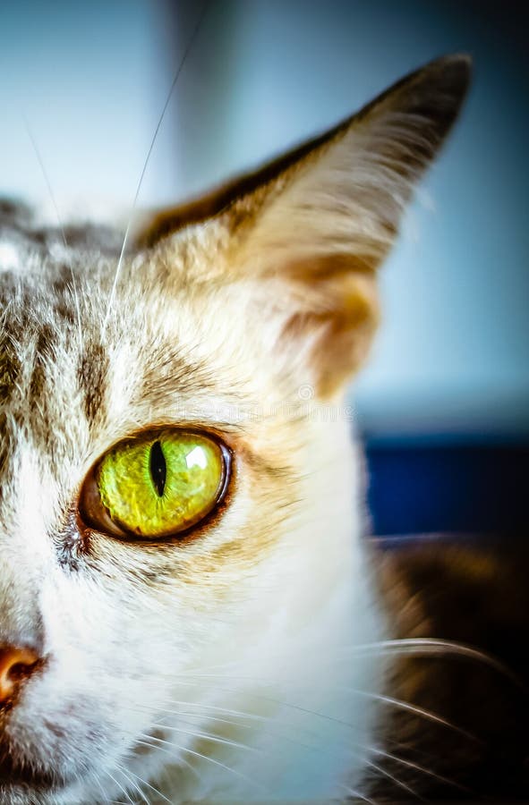 Katten vänder mot arkivfoto Katten vänder mot arkivfoto