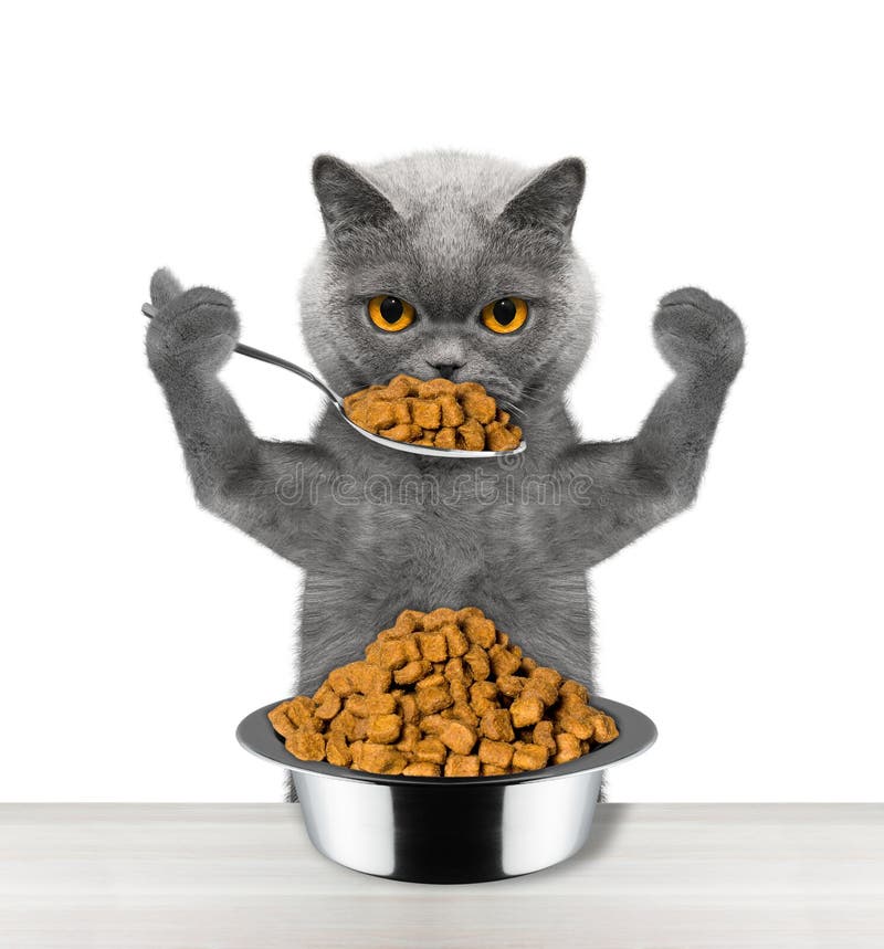 Katten äter med en sked från en bunke arkivbilder Katten äter med en sked från en bunke arkivbilder
