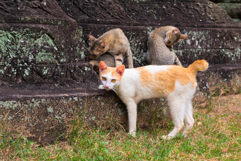 Kattenfamilie op oude tempelstenen Bruine en gele katten in verlaten oude tempel royalty-vrije stock foto's Kattenfamilie op oude tempelstenen Bruine en gele katten in verlaten oude tempel royalty-vrije stock foto's