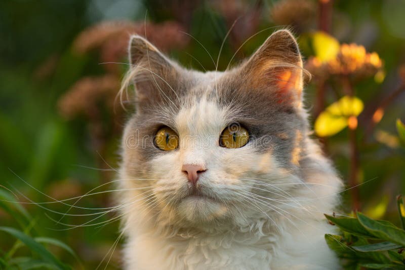 Kattenportret in de tuin. de kat kijkt naar de vreemde gele ogen en de grote ogen in de buitenlucht . stock afbeelding Kattenportret in de tuin. de kat kijkt naar de vreemde gele ogen en de grote ogen in de buitenlucht . stock afbeelding