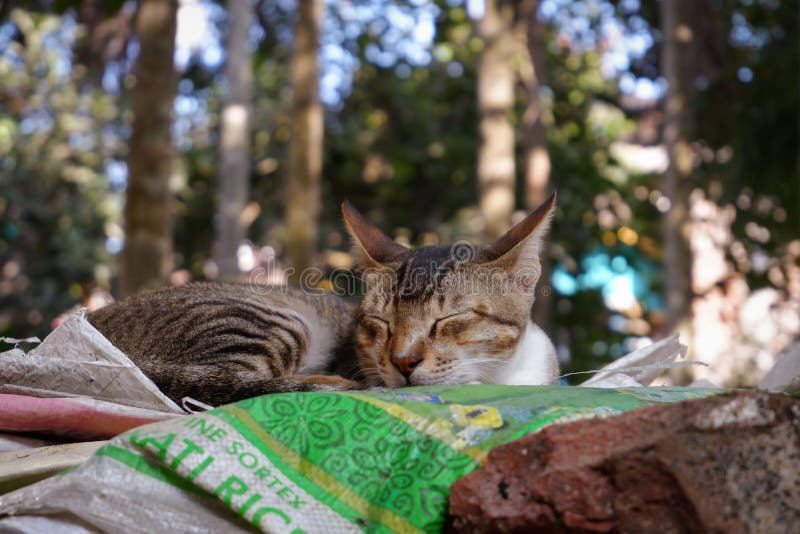 Kattenportret slaapengel slapen royalty-vrije stock foto's