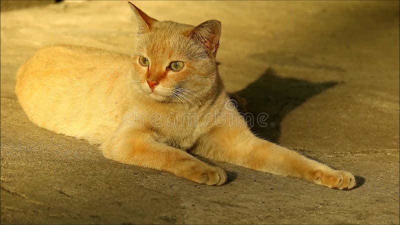 Kattenrelaxen in het warme zonlicht