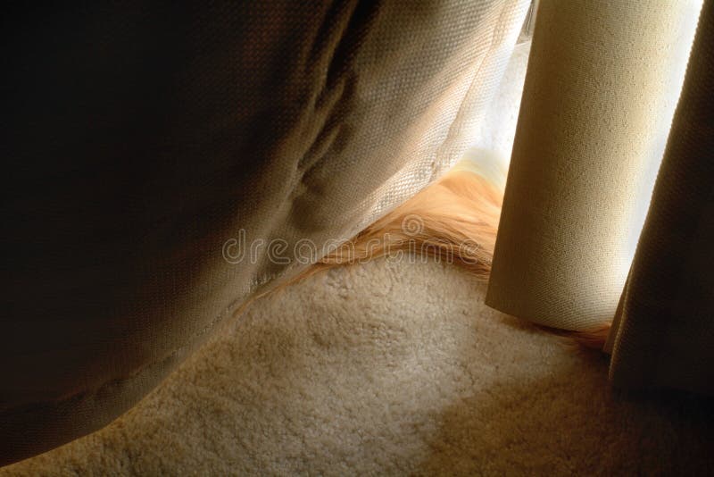 Kattenstaart die uit van zonneblinden en gordijn porren stock foto's Kattenstaart die uit van zonneblinden en gordijn porren stock foto's