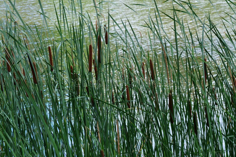 Kattenstaarten en Rivier royalty-vrije stock fotografie Kattenstaarten en Rivier royalty-vrije stock fotografie