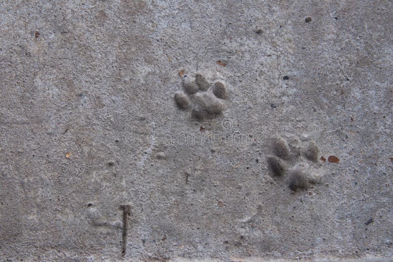Kattenvoetafdruk op beton stock foto's Kattenvoetafdruk op beton stock foto's