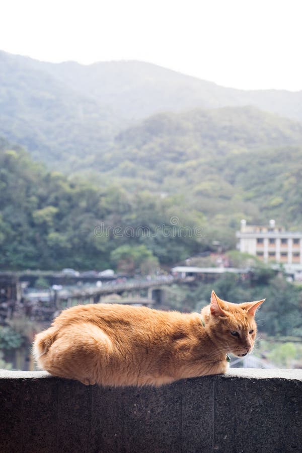 Kattenzitting op muur met de achtergrond van de bergscène stock fotografie Kattenzitting op muur met de achtergrond van de bergscène stock fotografie
