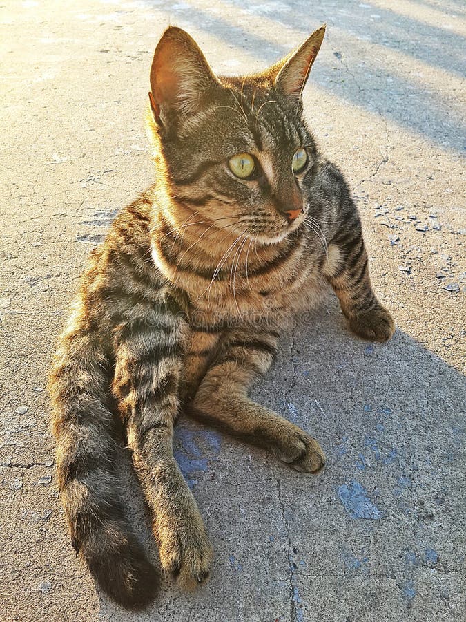 Katter arkivbilder