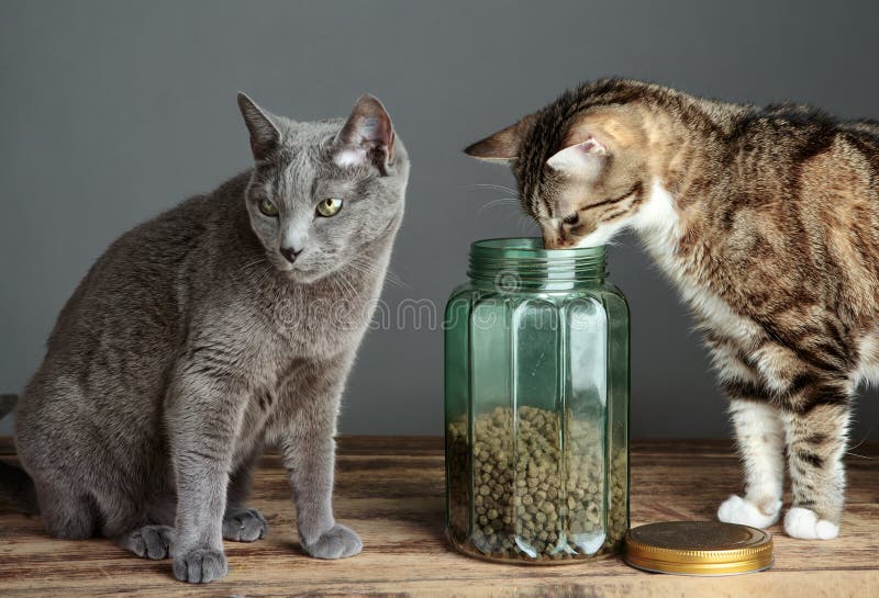 Katter och Cat Food i exponeringsglas arkivfoton Katter och Cat Food i exponeringsglas arkivfoton