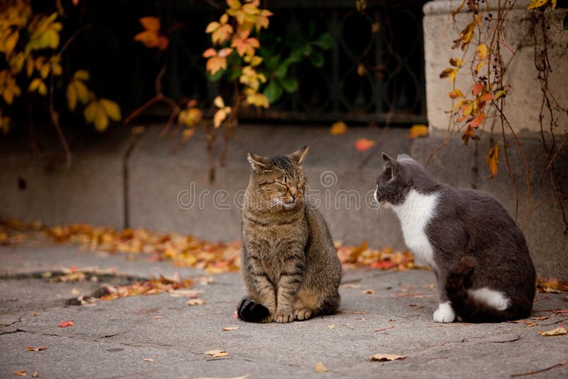 kattgata royaltyfri bild kattgata royaltyfri bild
