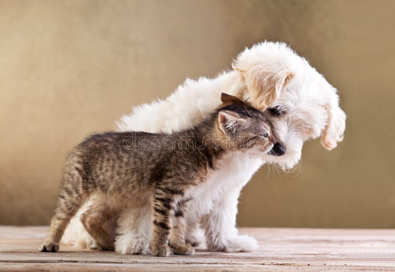 Friends - small dog and cat together. Friends - small dog and cat together