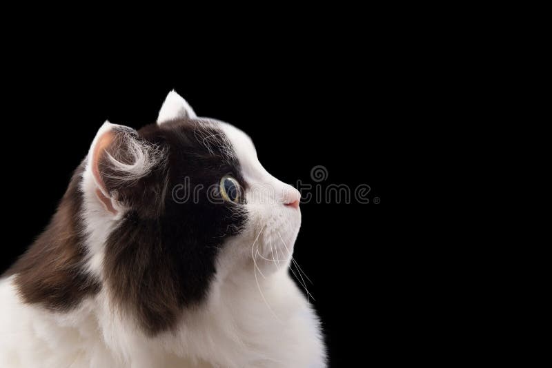 Katthuvud på en svart bakgrund fotografering för bildbyråer Katthuvud på en svart bakgrund fotografering för bildbyråer