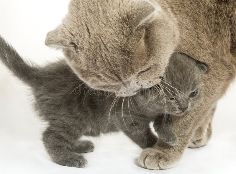 kattkattunge över white fotografering för bildbyråer kattkattunge över white fotografering för bildbyråer