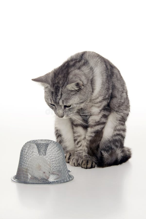 kattmusmousetrap royaltyfria bilder kattmusmousetrap royaltyfria bilder