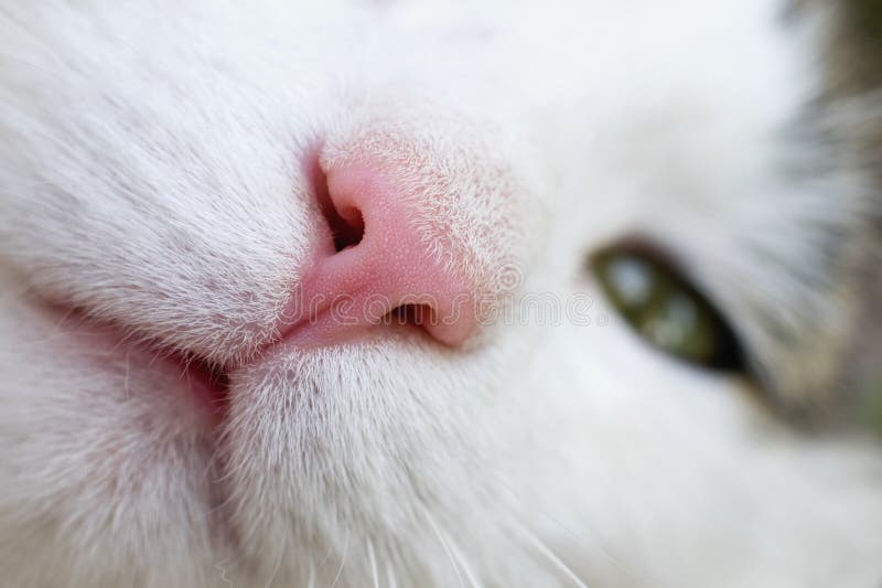 Cat nose close up.Upper Respiratory Infections or Feline Immunodeficiency Virus (FIV). Concept of cat disease and infection. Cat nose close up.Upper Respiratory Infections or Feline Immunodeficiency Virus (FIV). Concept of cat disease and infection.