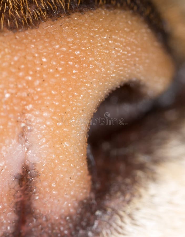 Kattnäsa i natur Makro royaltyfri bild Kattnäsa i natur Makro royaltyfri bild
