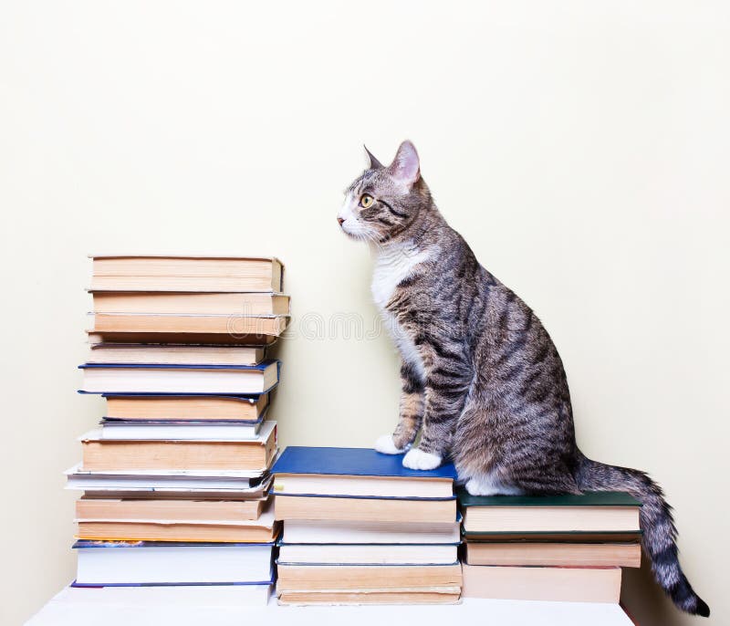 Kattsammanträde på böckerna royaltyfri bild Kattsammanträde på böckerna royaltyfri bild