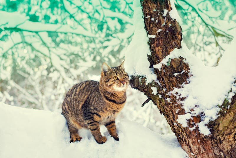 Kattsammanträde på den snöig treen royaltyfri bild Kattsammanträde på den snöig treen royaltyfri bild