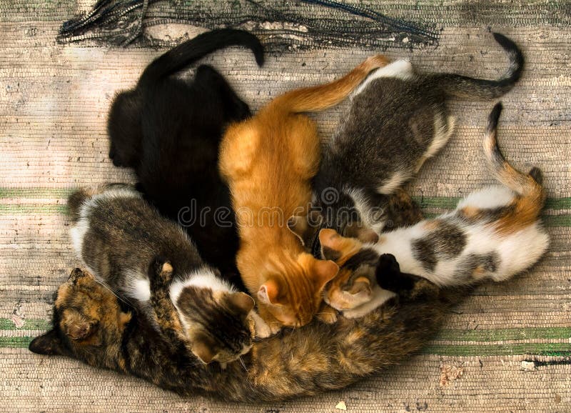 Kattsjukvård fotografering för bildbyråer Kattsjukvård fotografering för bildbyråer