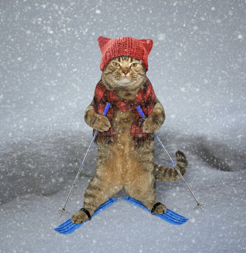 Kattskidåkare i snö arkivfoto Kattskidåkare i snö arkivfoto