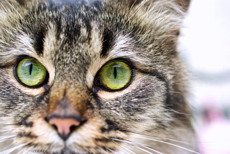 kattstående royaltyfri foto kattstående royaltyfri foto