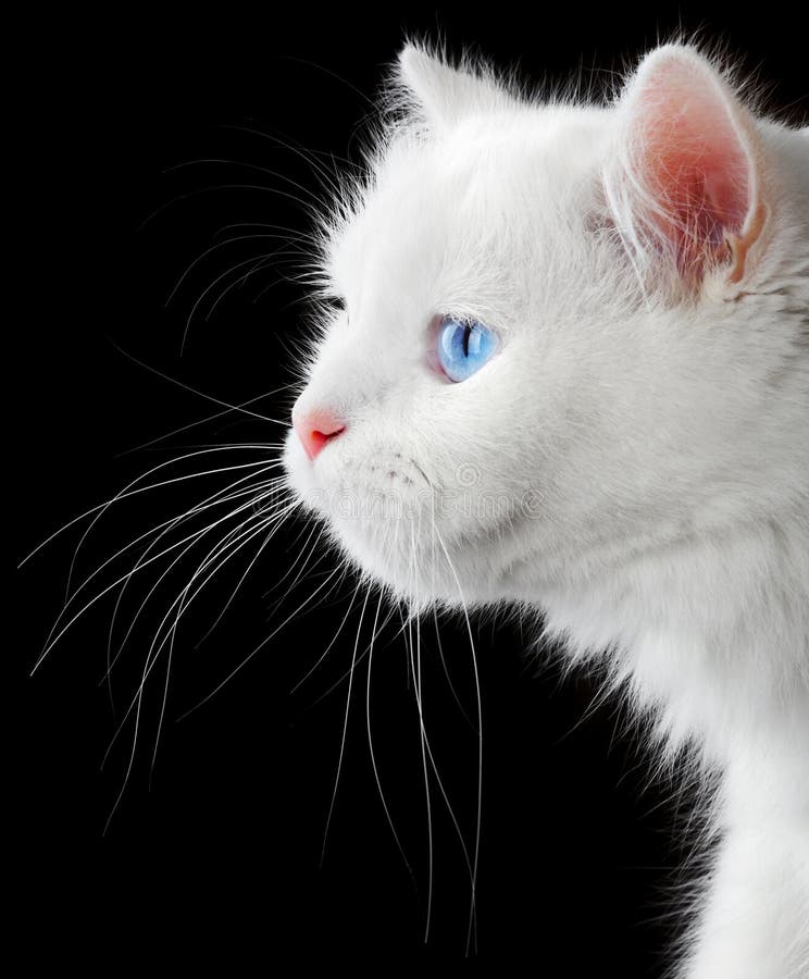 kattståendewhite arkivbild kattståendewhite arkivbild